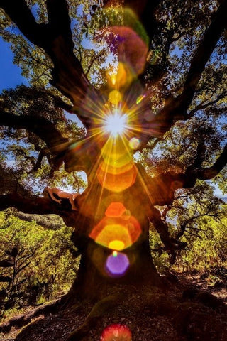 Morphic Resonance